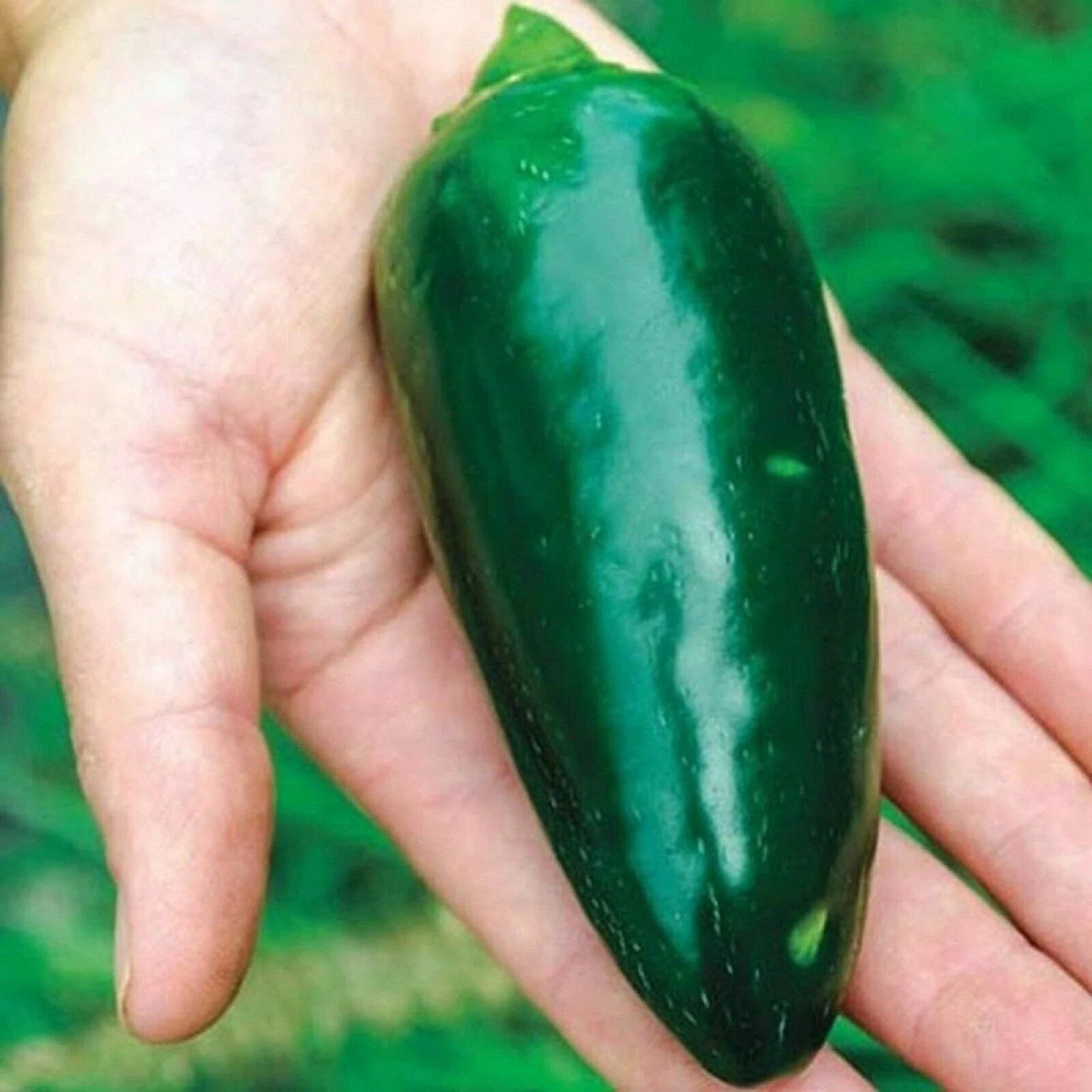 Green Giant Jalapeno Pepper Seeds - 25+ Pack, Capsicum annuum, Spicy Hot Peppers for Garden Planting, USA Grown