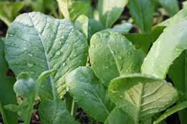 Mustard Greens Seeds Heirloom Tendergreen Non-GMO Brassica juncea 100 Pack for Home Garden