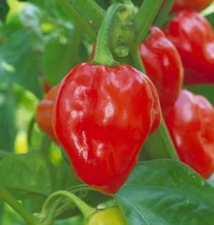 Red Habanero Pepper Seeds - Caribbean Variety, Non-GMO, Hot & Spicy, Capsicum chinense, 30+ Seeds for Garden or Pots