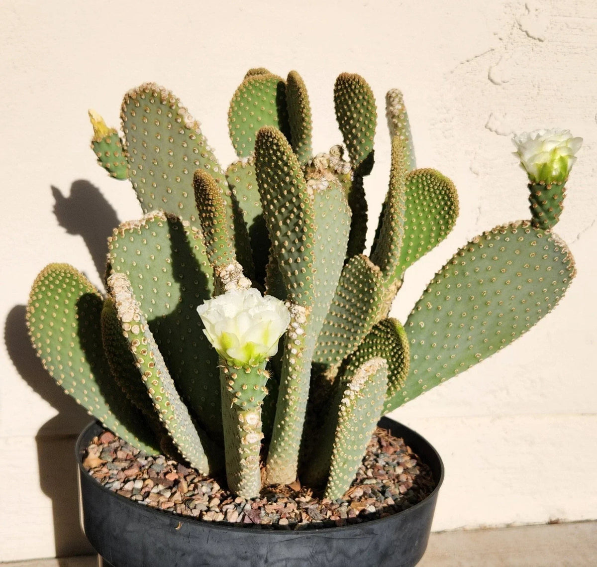 Opuntia Basilaris White Flower Prickly Pear Cactus Pad Cutting - Live Plant for Indoor & Outdoor Gardens