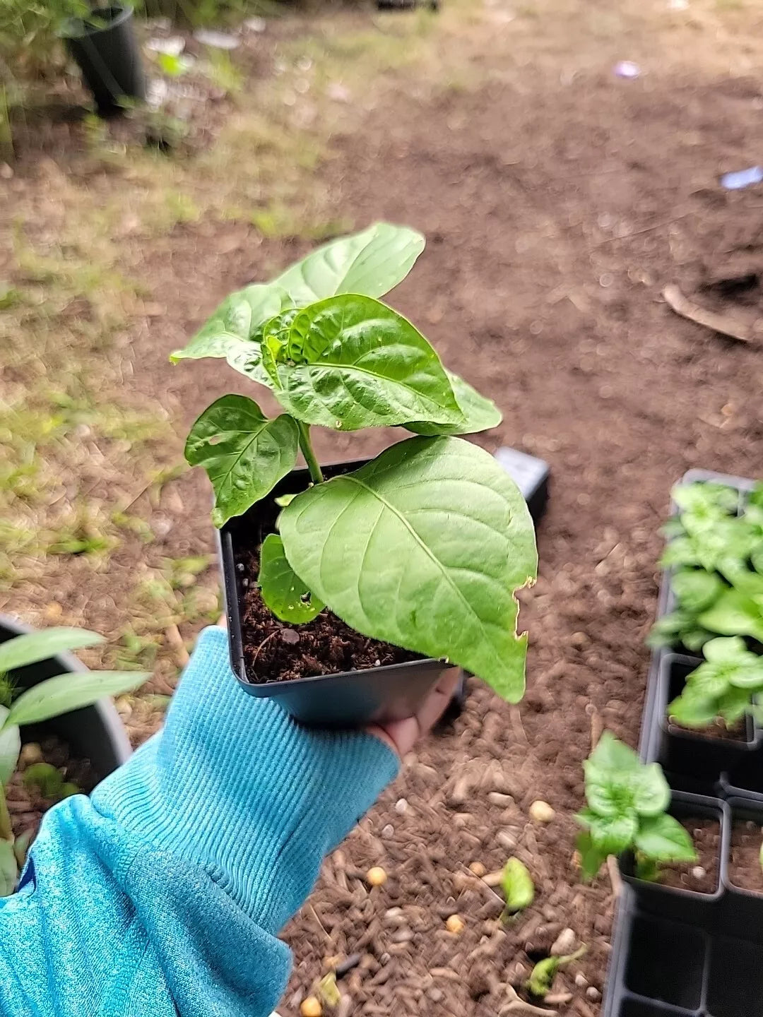 Red Savina Habanero Pepper Plant - 2 Pack, 2" to 4" Tall, 40+ Days Old, Capsicum chinense