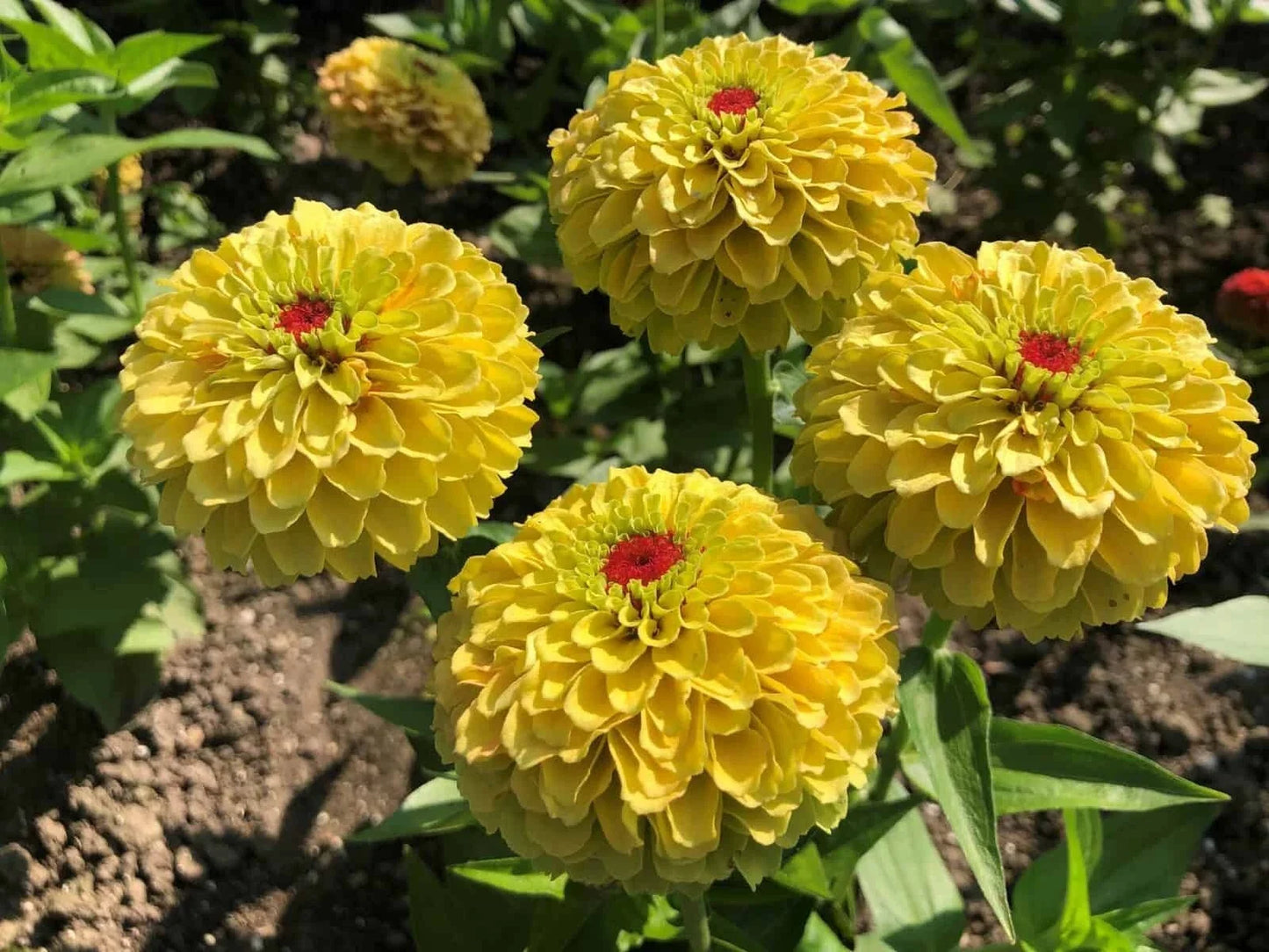 Queeny Lemon Peach Zinnia Seeds - 100+ Pack, Annual Flower, Bright Lemon & Peach Blooms, Zinnia elegans, Garden Planting