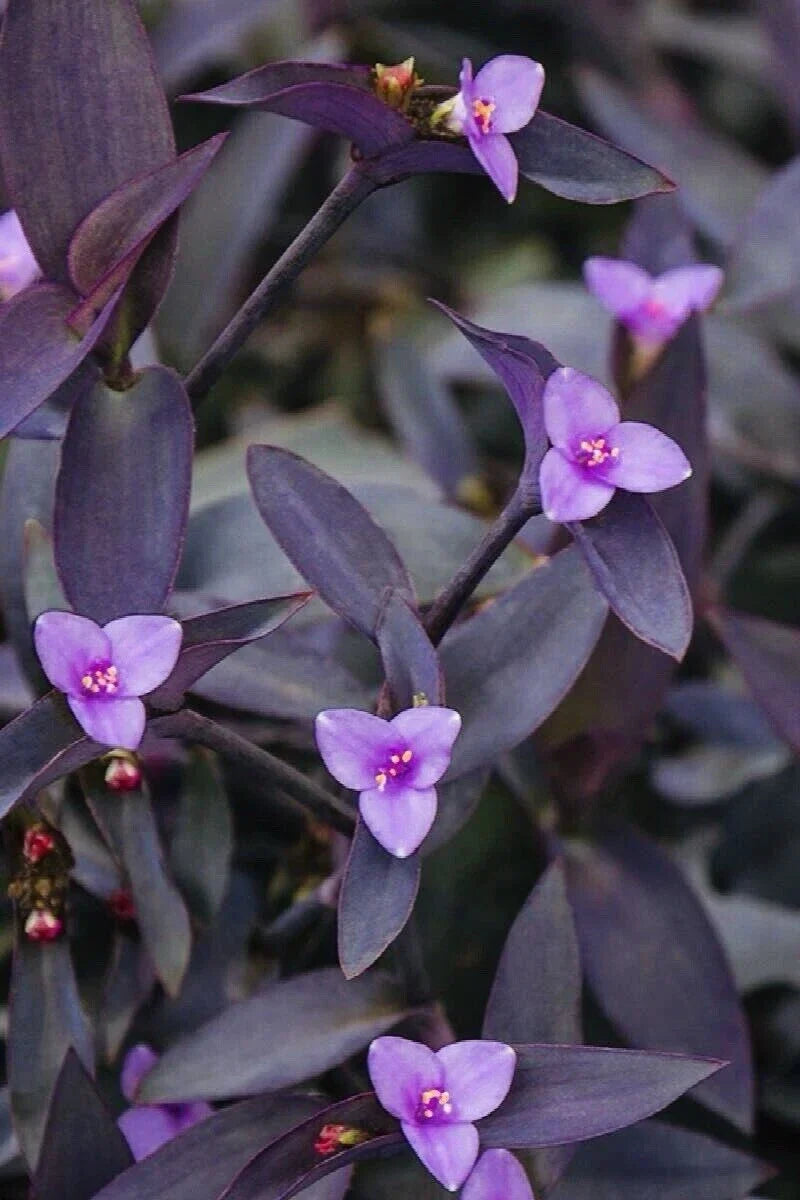 Organic Tradescantia 'Purple Heart' Cuttings - 12 Healthy Wandering Jew Plants for Indoor & Outdoor