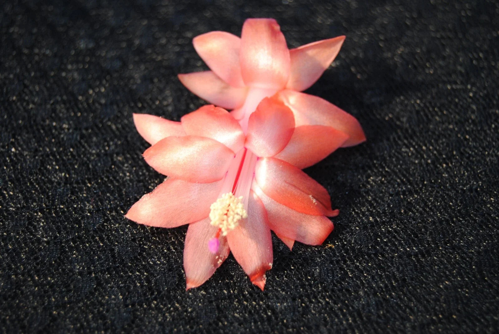 Christmas Cactus Starter Plant - Orange Blossom - Schlumbergera truncata - Small Healthy Trailing Plant