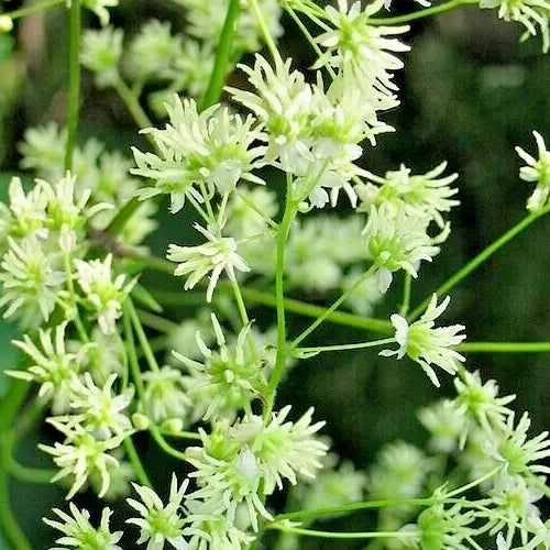 Tall Meadow Rue Seeds - 50 Count White & Purple Thalictrum dasycarpum Hardy Perennial