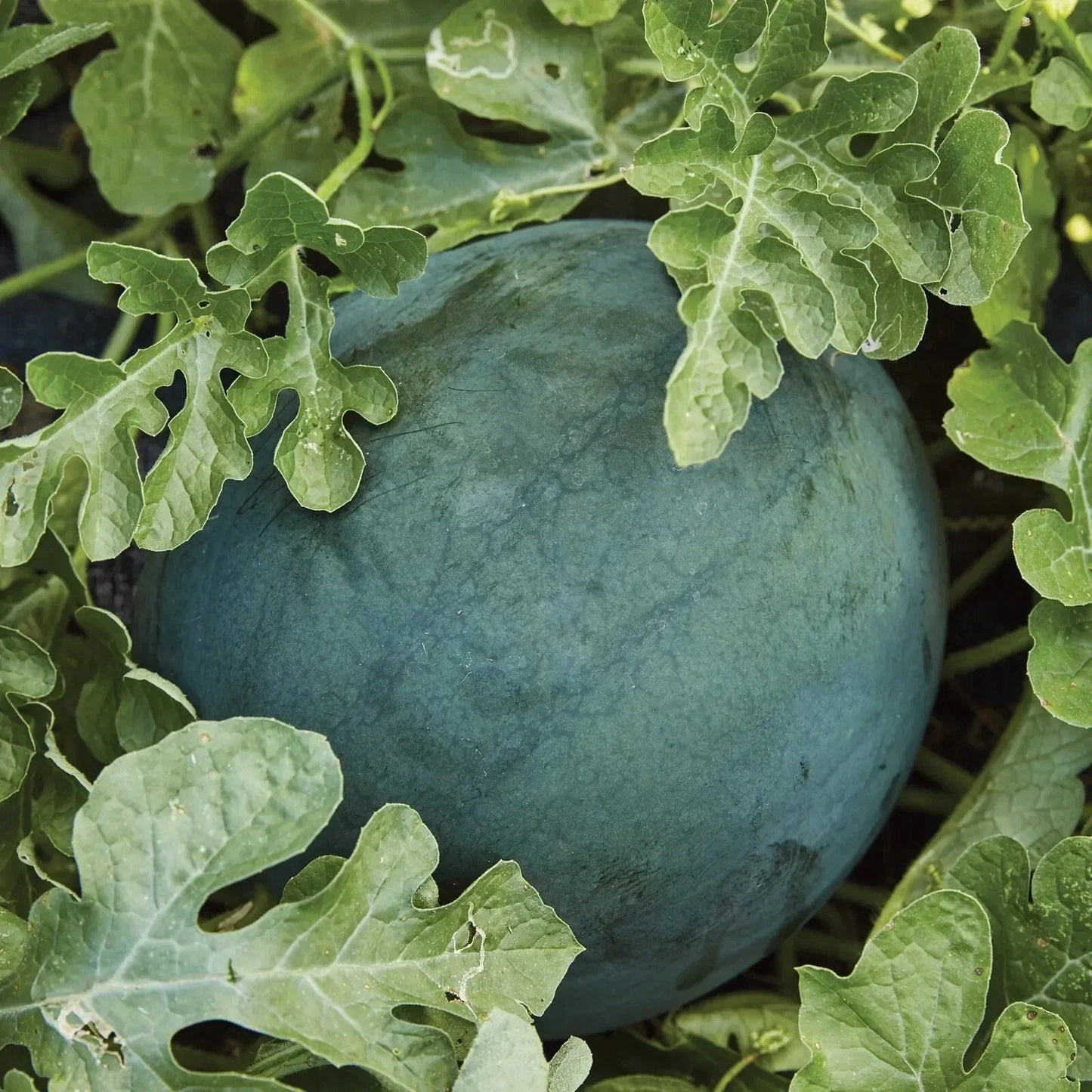 Sugar Baby Watermelon Seeds - NON-GMO Icebox Variety, Compact Size, Citrullus lanatus