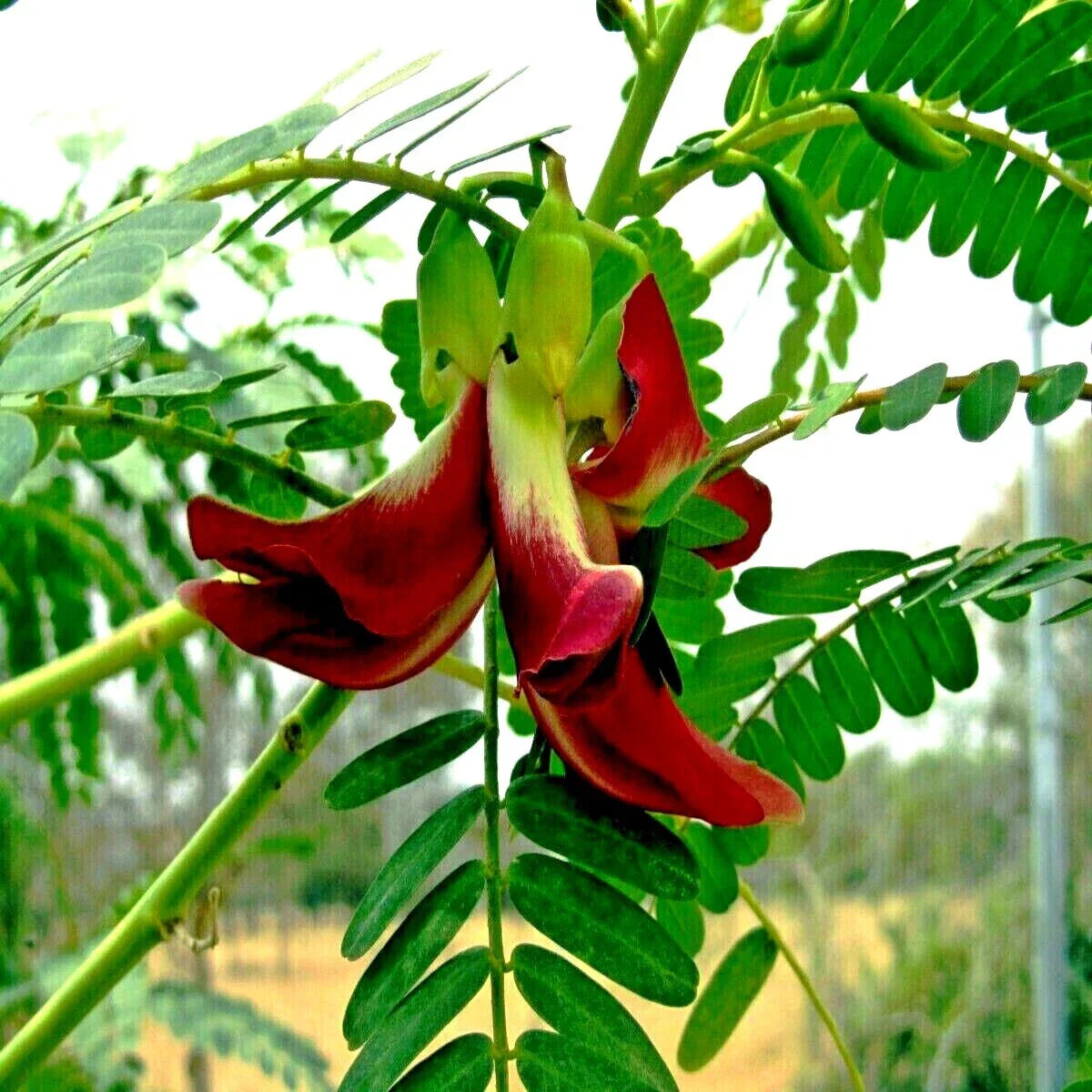 20 Hummingbird Tree Seeds - Sesbania grandiflora - Fast Growing Agati Flower Plant