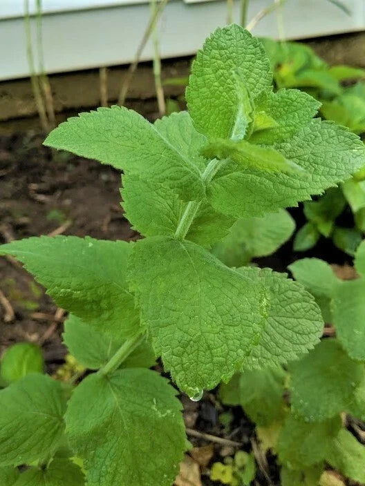 Organic Apple Mint Plants - 4 Pack - Mentha suaveolens Herb for Culinary & Tea Use