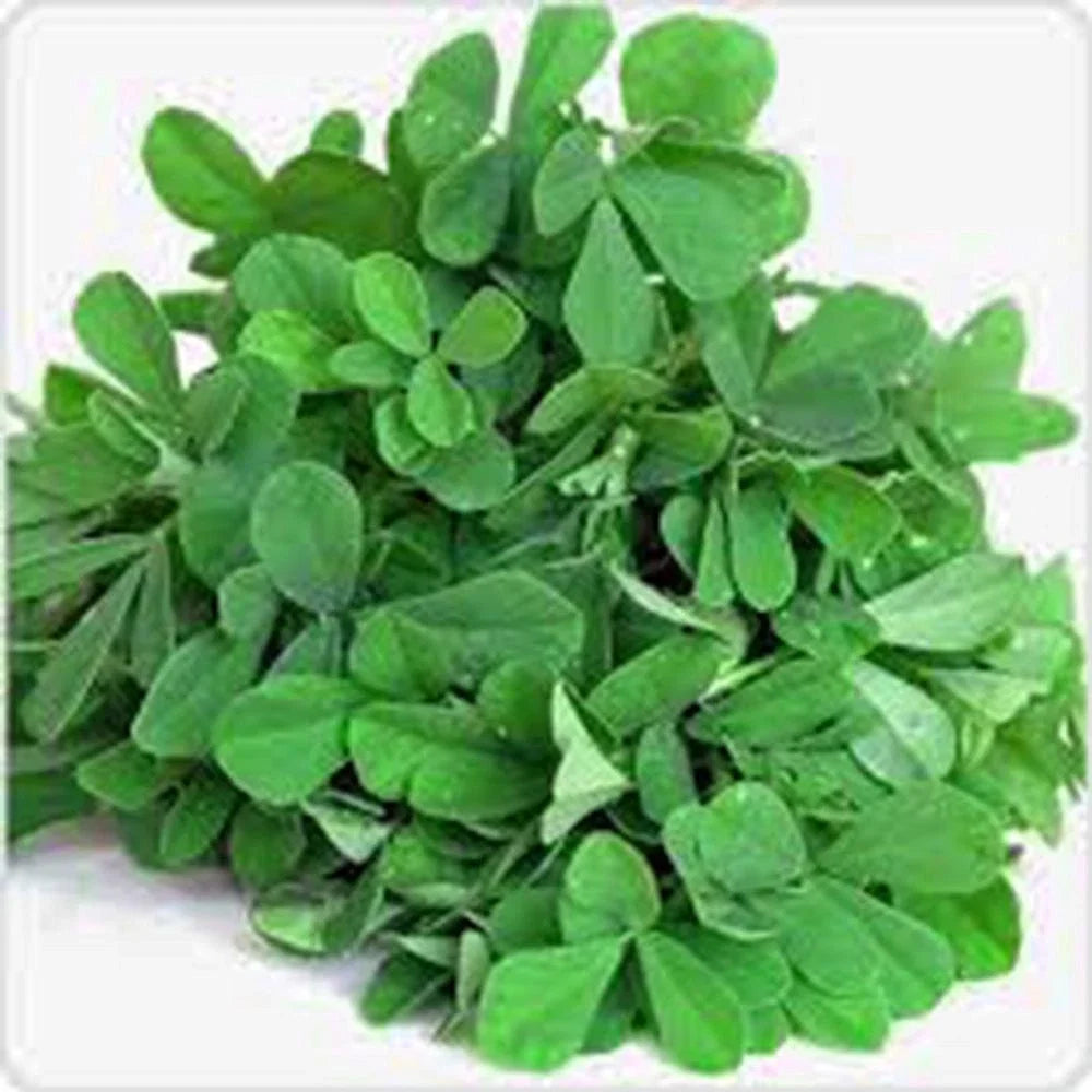 Fenugreek Herb Seeds - Heirloom Variety, 20+ Seeds, Culinary & Nutritional Herb (Trigonella foenum-graecum)