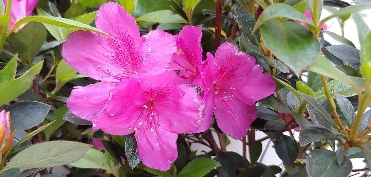 Purple Formosa Azalea Shrub in 3-Inch Pot, Rhododendron obtusum, Evergreen Flowering Plant