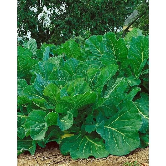 Kale Seeds - Portuguese Couve Tronchuda Heirloom Non-GMO Brassica oleracea Seed Packet