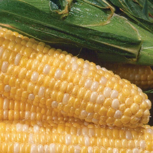 Sweet Corn Seeds - Non-GMO Zea Mays Variety for Home Gardening, Fresh, Tender Kernels, Pack of 100 Seeds