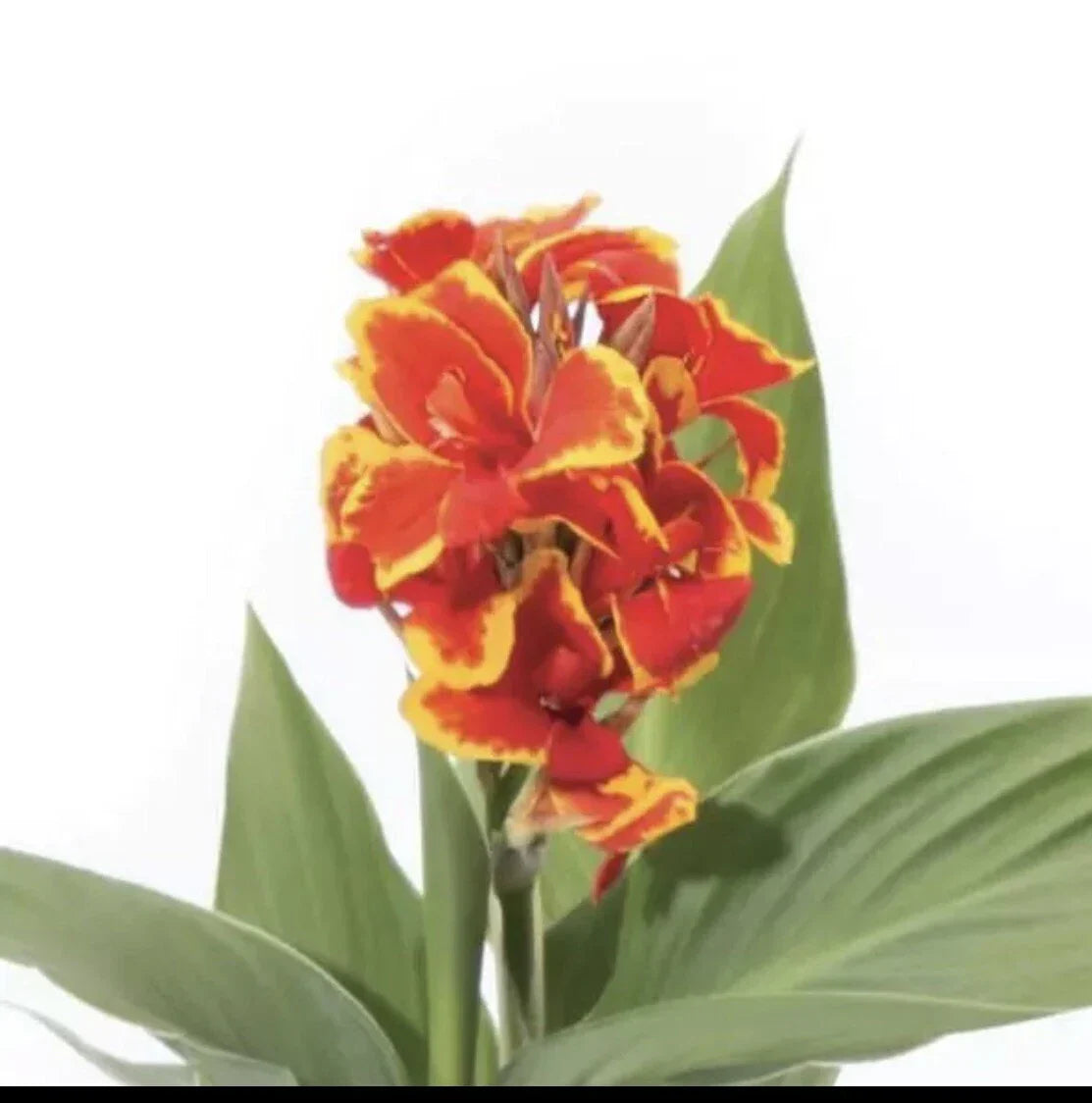Canna Cannova Red Gold Flame Live Plant Plugs - Vibrant Tropical Perennial for Garden Planters
