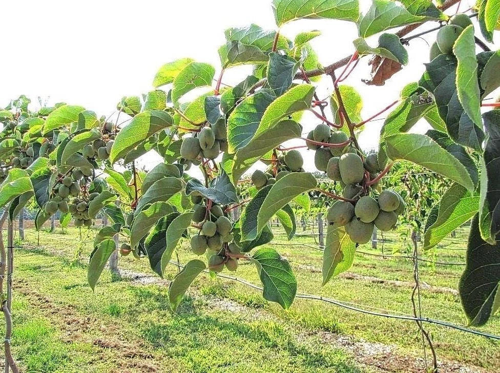 Kiwiberry Seeds - 50 Count Actinidia arguta Hardy Climbing Vine for Home Gardens & Patios