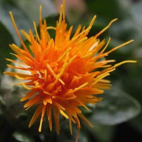 Safflower Seeds - 300 Count - Yellow Orange Flowers - Carthamus Tinctorius - Non-GMO, Heirloom Garden Planting Seeds