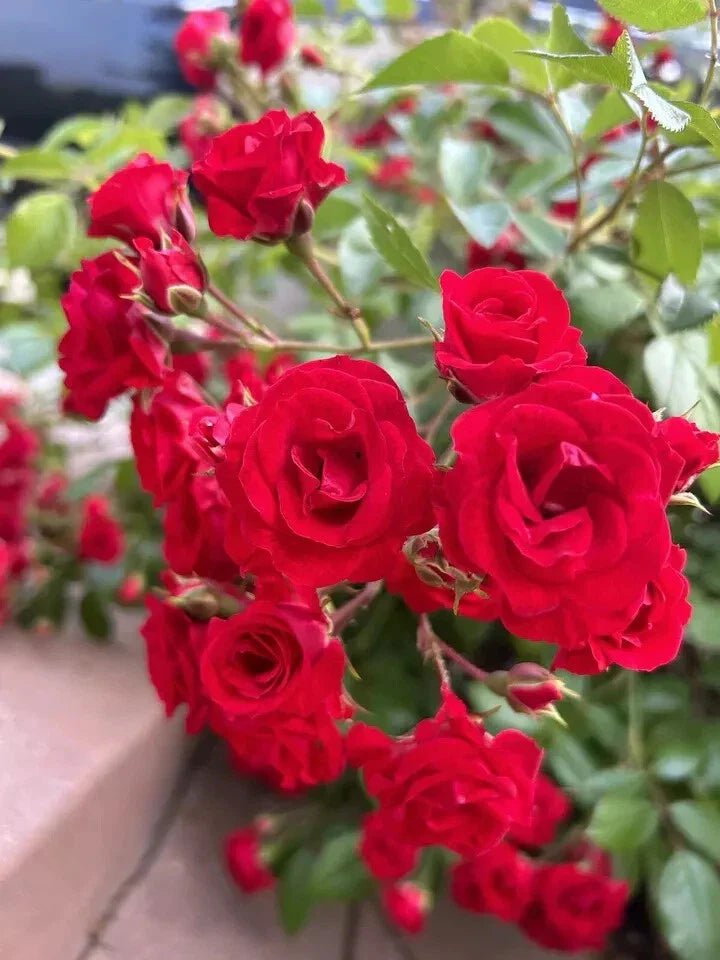 Flower Carpet Scarlet Rose Shrub Cuttings - 5 Stems - Vibrant Red Rosa 'Flower Carpet' - USA