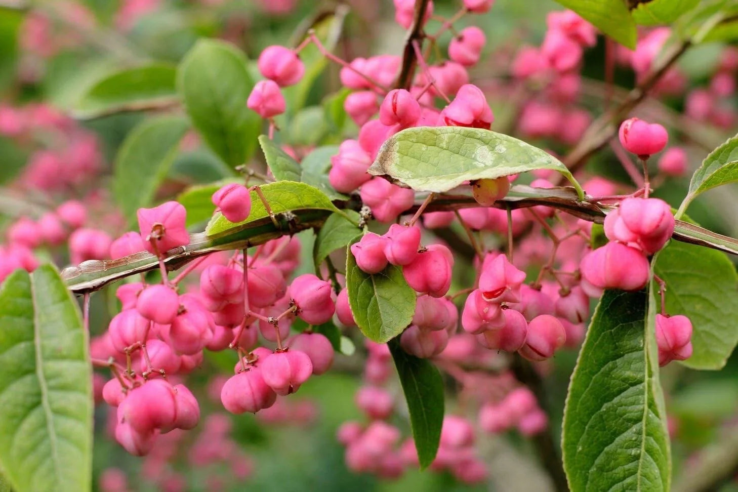 Cork Spindle Shrub Seeds - Euonymus phellomanus - Hardy Garden Shrubs for Landscaping and Borders