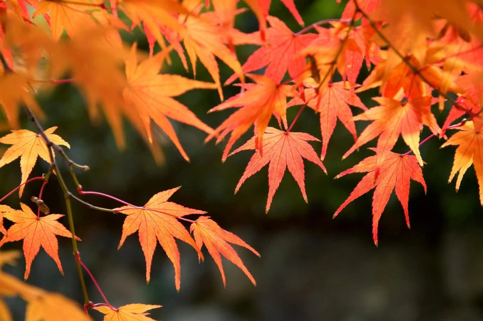 Red Maple Tree Seeds - 50 Count Acer rubrum Fall Foliage, Deciduous, Garden, Landscaping