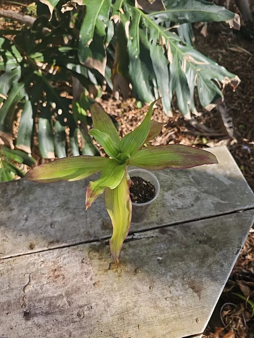 Callisia Fragrans Red White Variegated Plant in 3" Pot - Compact Indoor Basket Plant