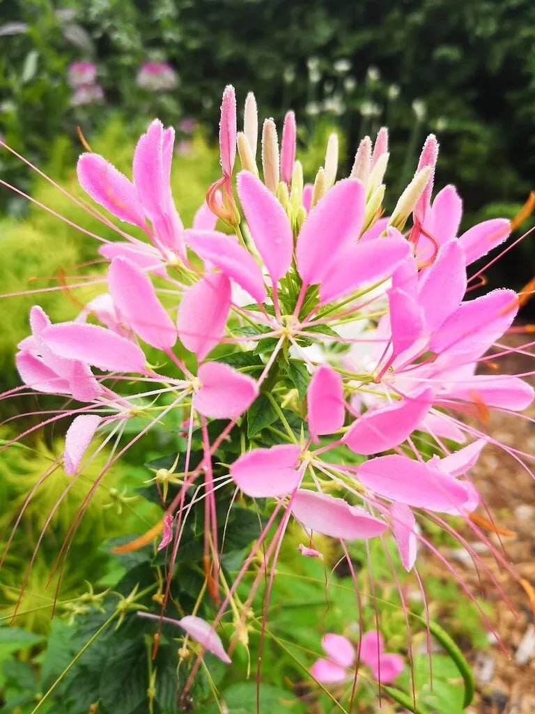 Soft Pink Spider Seeds - Clome Spinosa Perennial Flower Seeds for Bees - 100 Pack - Easy to Grow Garden Seeds