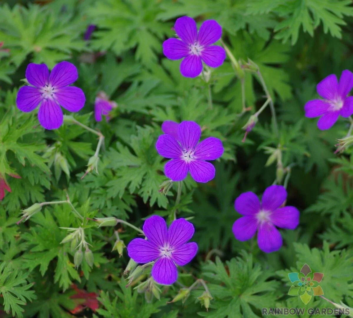 Nimbus Geranium Seeds 25+ Pack - Pelargonium 'Nimbus' - USA Grown Annual Flower Seeds