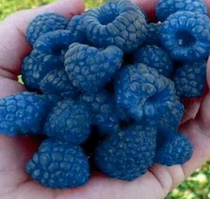 Blue Raspberry Bush Seeds - 50+ Edible Berry Seeds - Rubus idaeus - USA Seller