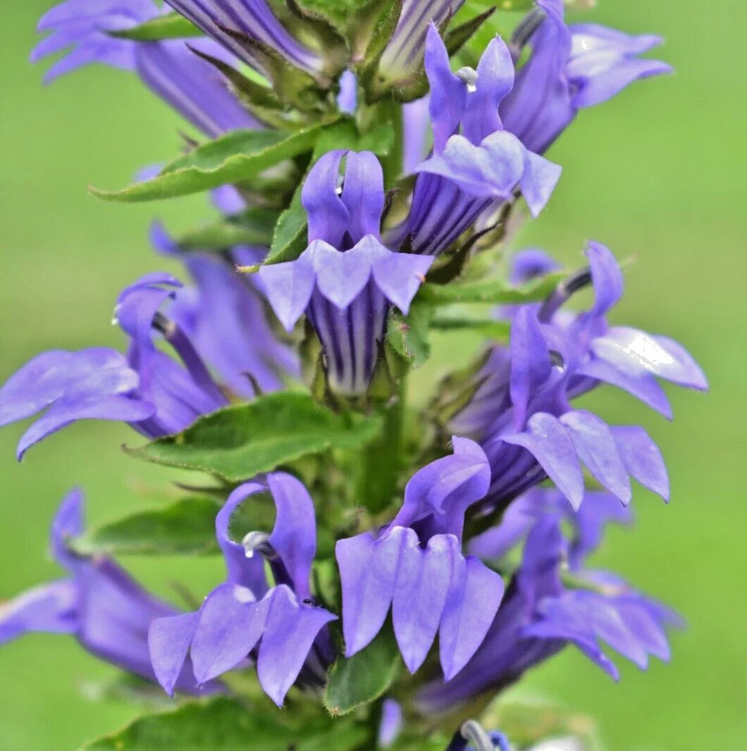 Giant Lobelia Seeds Mixed White & Blue - Lobelia Silphilitica Hardy Perennial Flower Garden Seeds