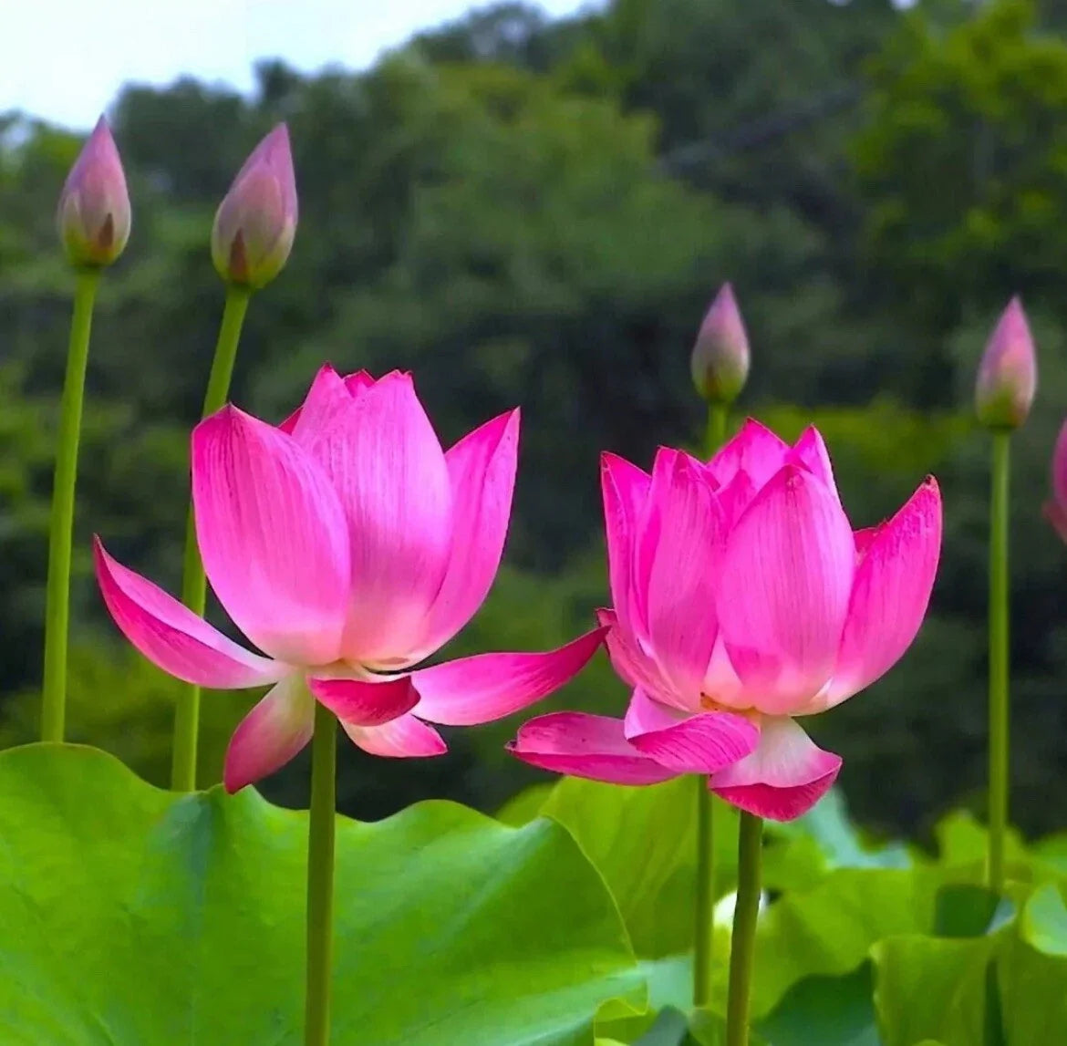 Sacred Lotus Seeds - 10 Pack Nelumbo nucifera Water Lotus for Ponds & Water Gardens - USA Grown