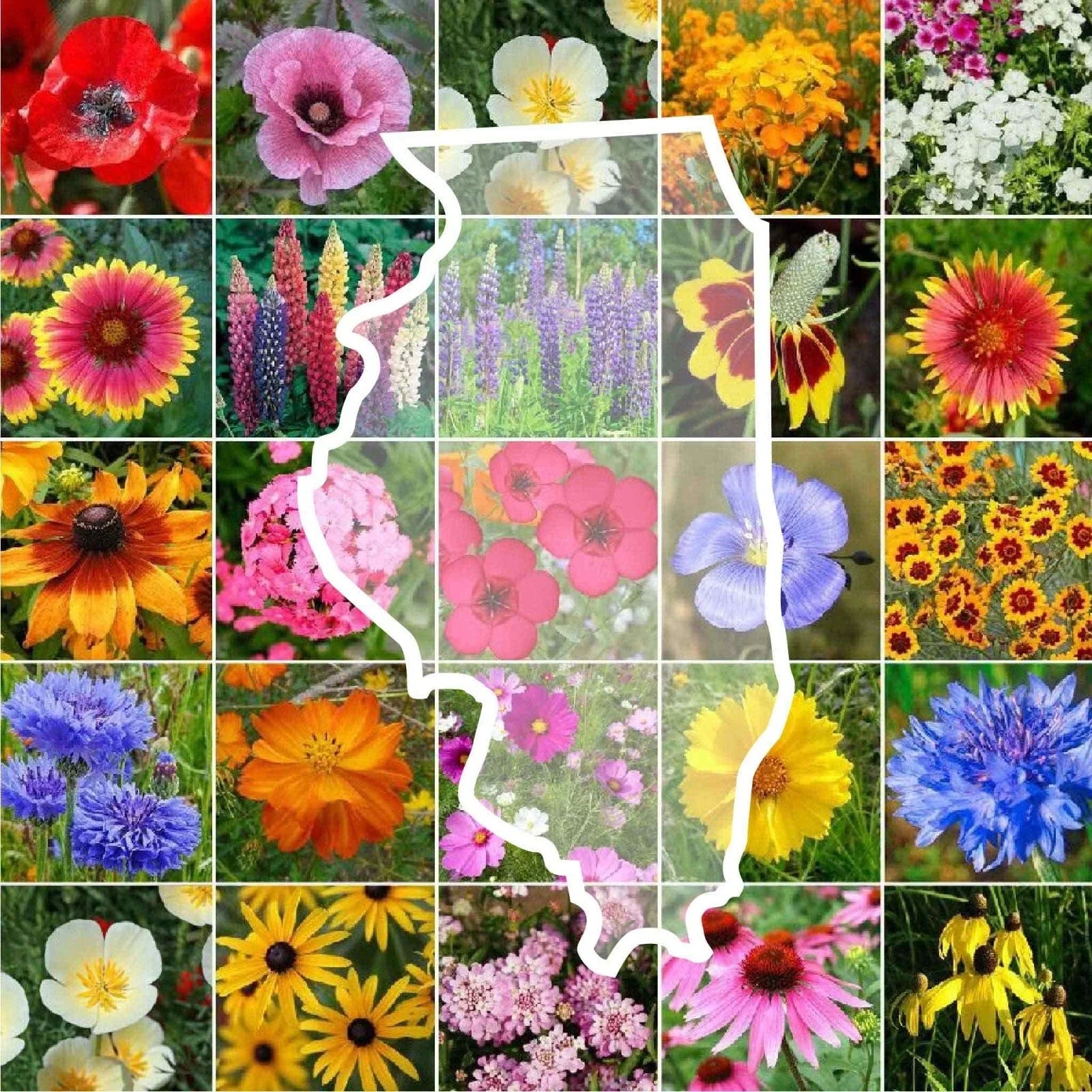 Illinois Wildflower Seed Mix - 1000 Non-GMO Native Perennial & Annual Seeds for Gardens and Meadows