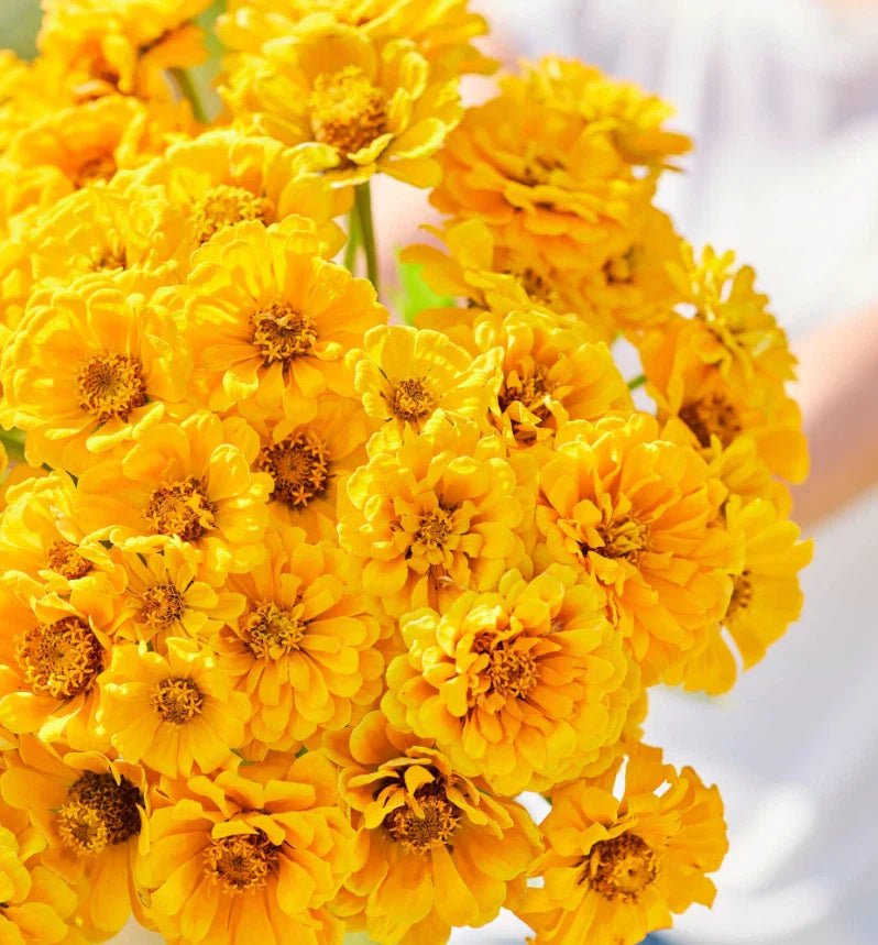 Zinnia Seeds - 100 Non-GMO Golden State Double Blooms for Cut Flowers & Butterflies
