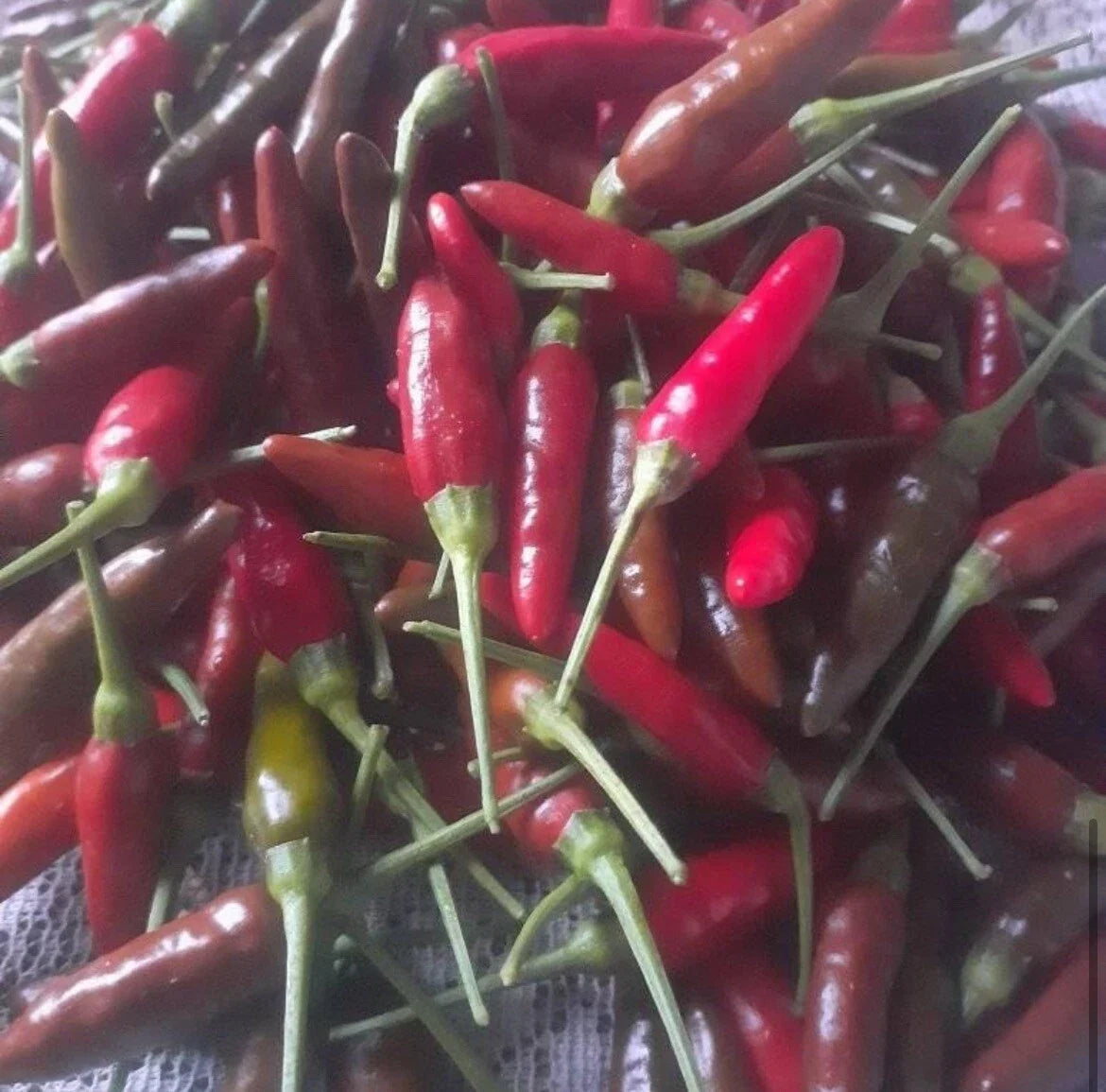 Bird's Eye Chili Pepper Seeds - Non-GMO Capsicum annuum for Spicy Cooking & Gardening, 30+ Seeds Pack