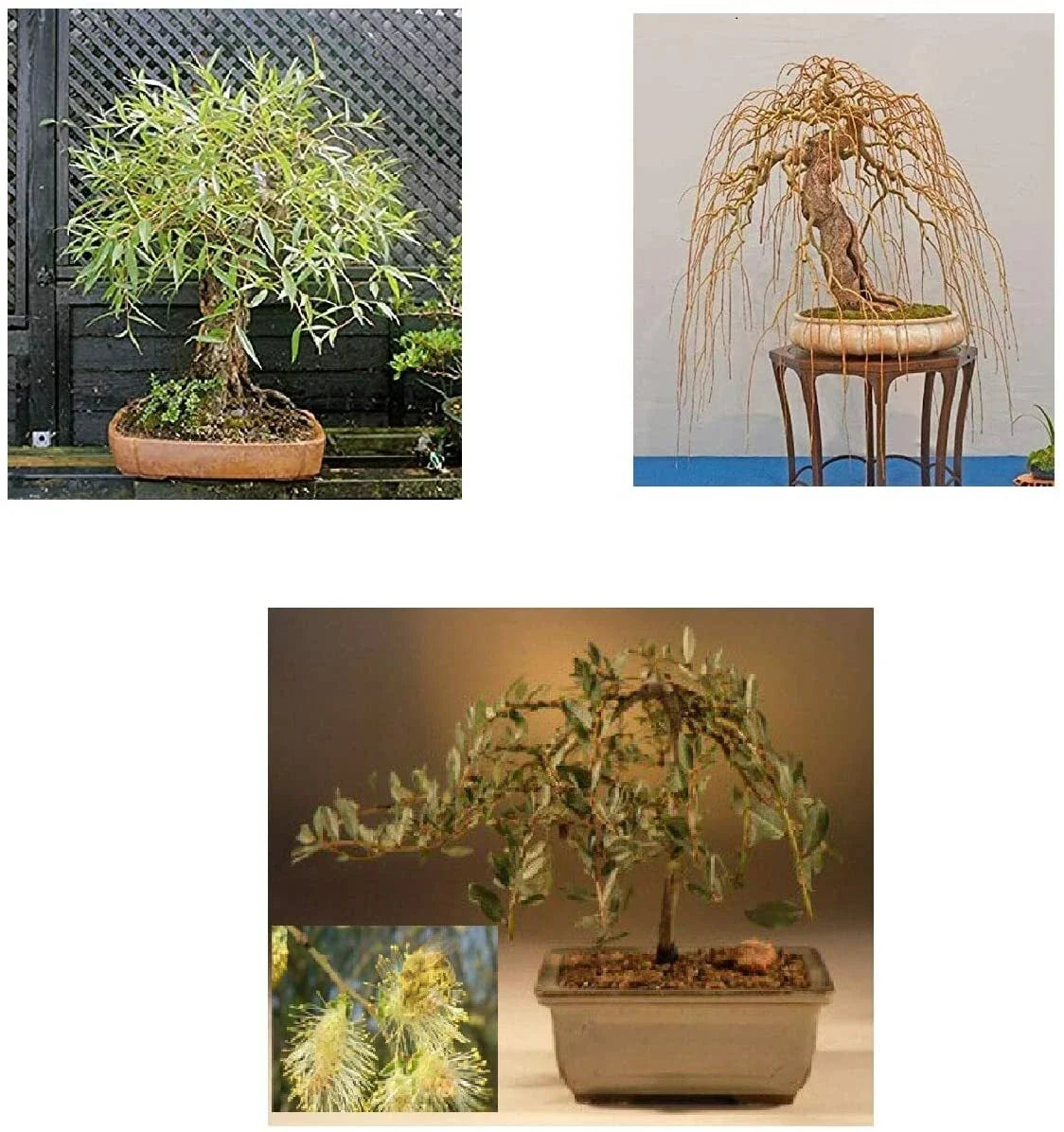 Bonsai Tree Bundle - 3 Rare Willow Varieties - Salix spp. - Live Indoor and Outdoor Plant Starts for Gardening & Decor