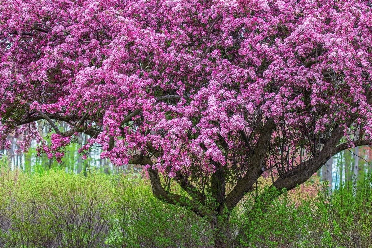 Zumi Crabapple Tree Seedlings - Fruit Trees for Planting - Malus floribunda - Hardy Compact Bushes