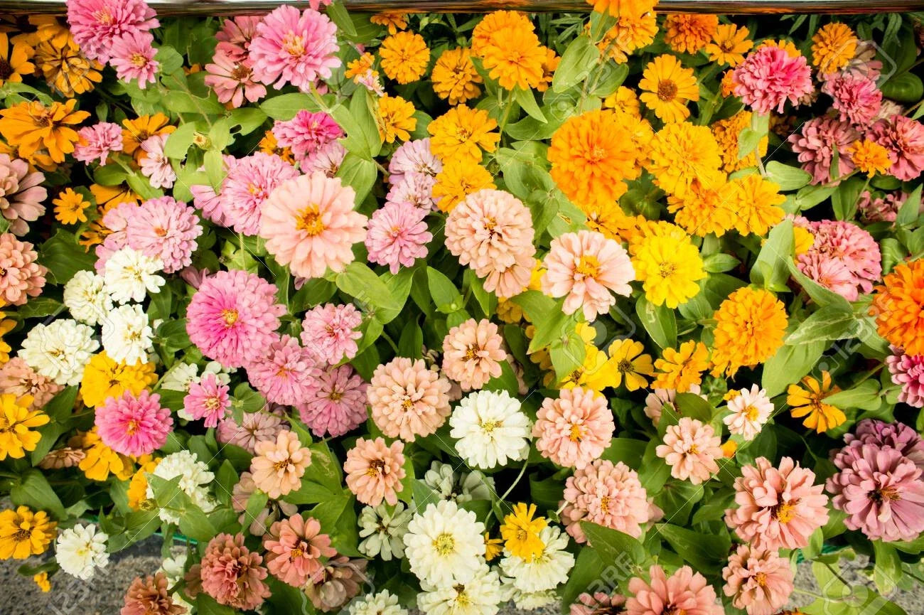 Pink Melody Mix Marigold Seeds - Tagetes erecta - Vibrant Pink Flowers for Garden Beds, Borders & Pots - 25+ Seeds Pack