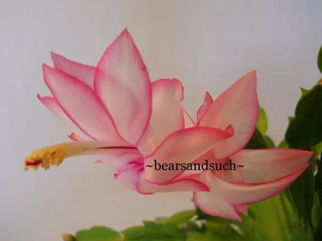 Schlumbergera Starter Plant - Epric's Star - Christmas Cactus - Live Houseplant in 4-Inch Pot