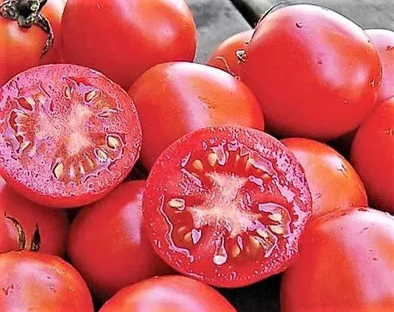 Siberian Tomato Seeds 30+ Pack - Heirloom Organic Non-GMO Solanum lycopersicum