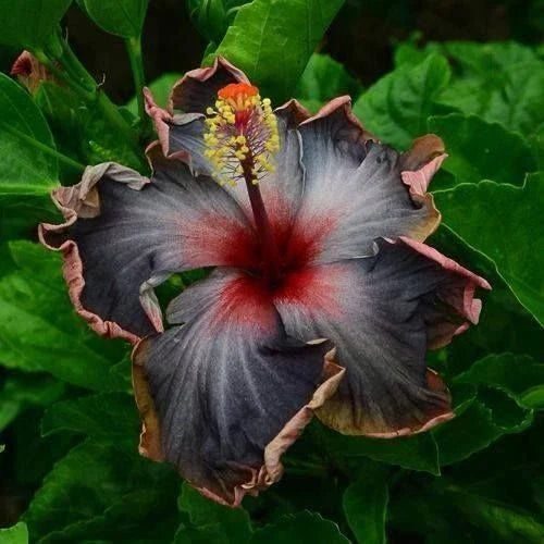 Hibiscus Seeds - Perennial Black Pink Purple Flowers - Hibiscus rosa-sinensis - 20 Seeds for Garden, Border, Container