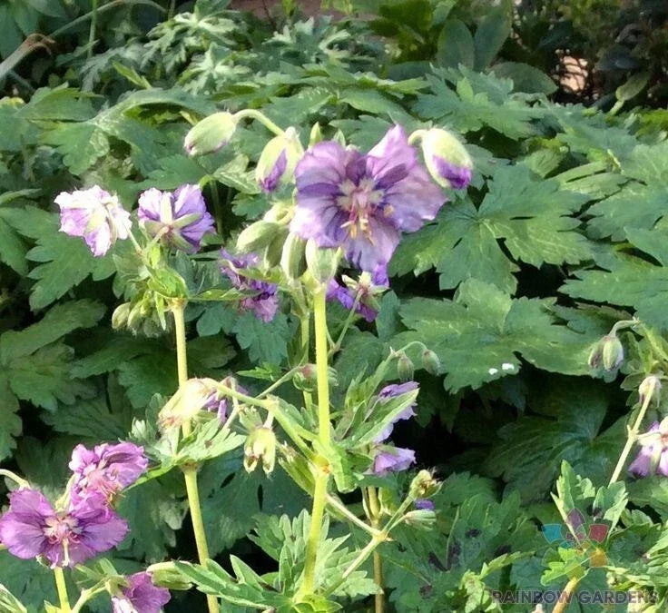 Lavender Pinwheel Geranium Seeds, Pelargonium x hortorum, Annual, Lavender with White Edges, Garden Planting, USA Grown