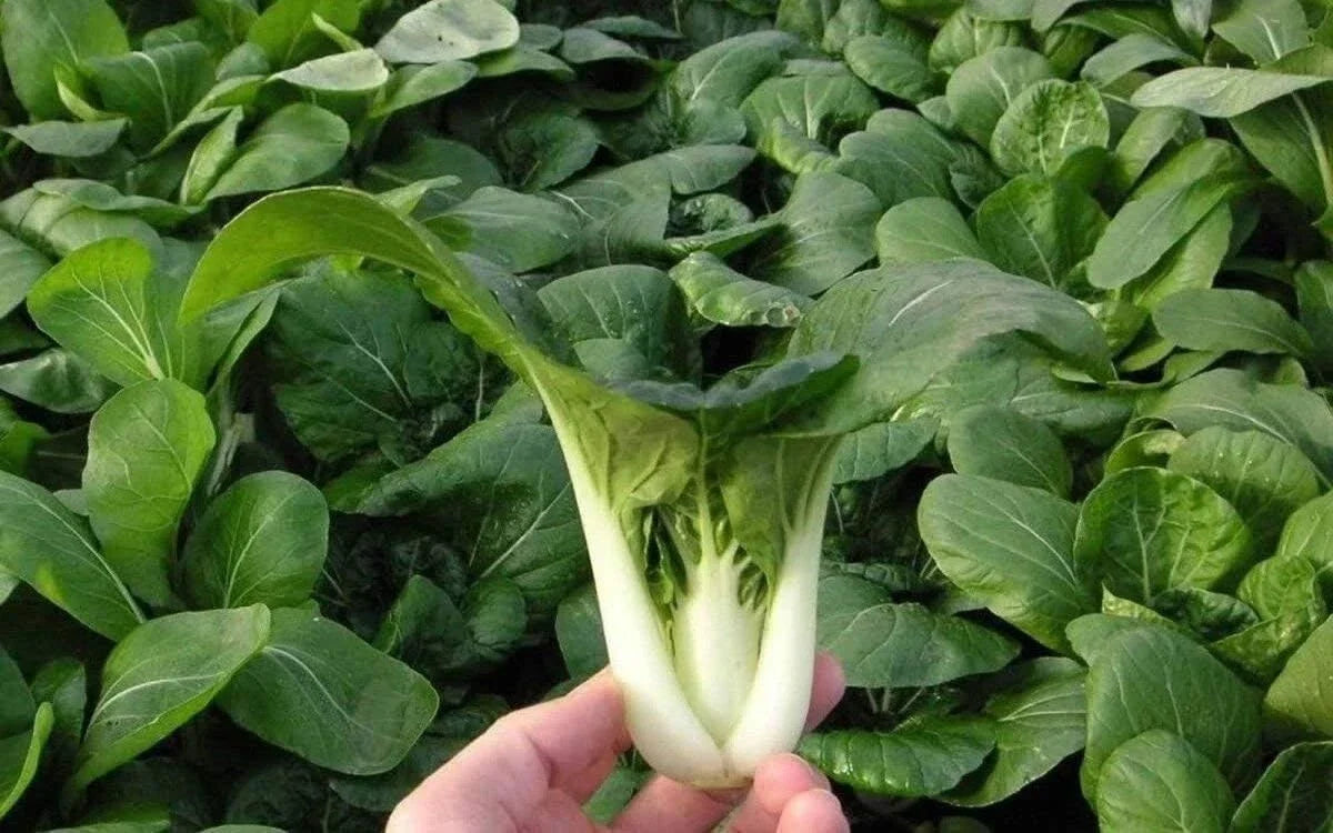 Pak Choi Seeds 500+ Heirloom Non-GMO Organic Dwarf White Stem Brassica rapa subsp. chinensis