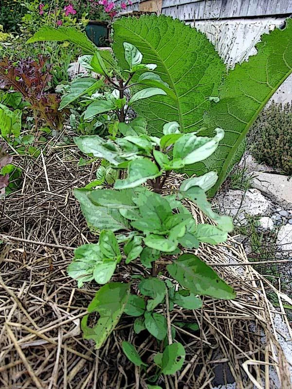 Bulk Thai Basil Seeds - 1000 Gourmet Culinary Seeds - Ocimum basilicum var. thyrsiflora - Aromatic Herb for Cooking & Garden
