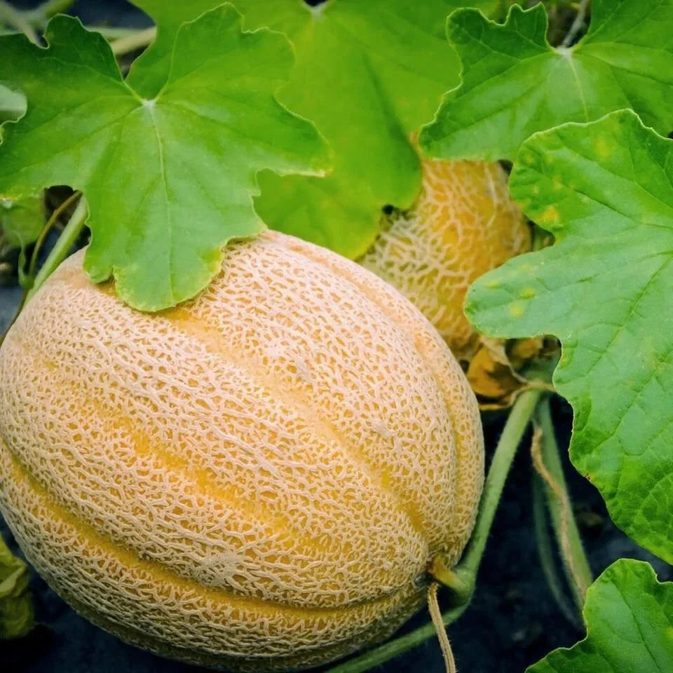 Organic Hales Best Jumbo Cantaloupe Seeds - Heirloom Cucumis melo, Large Sweet Fragrant Melons, USA Grown, Free Shipping