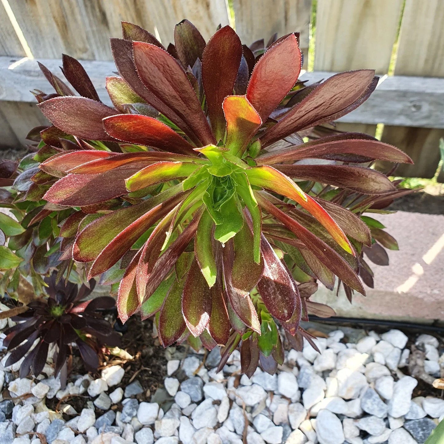 Aeonium Merlot Succulent Cuttings - 2" or 4" Pot, Purple and Green Foliage, Indoor Houseplant, Drought-Tolerant, Easy Care