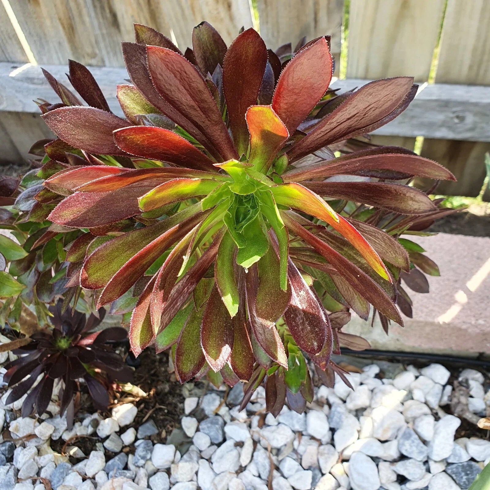 Aeonium Merlot Succulent Cuttings - 2" or 4" Pot, Purple and Green Foliage, Indoor Houseplant, Drought-Tolerant, Easy Care