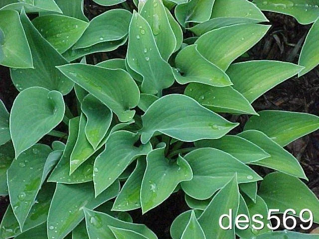 Dwarf Hosta Plants 10 Pack - Blue Cadet - Award Winning Shade Perennials for Garden Borders