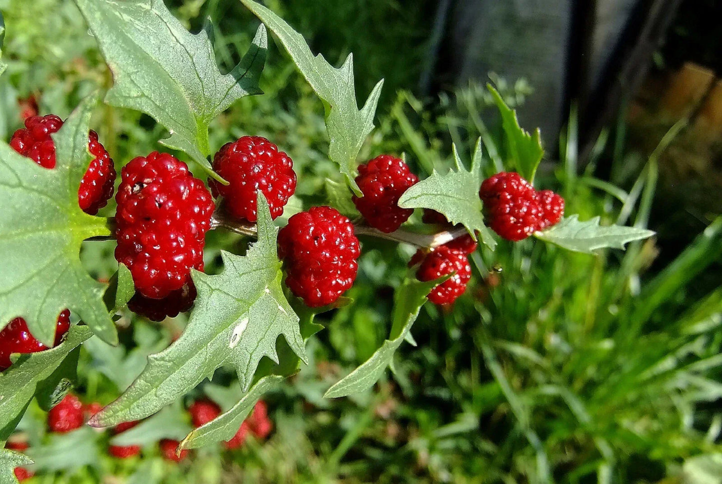 Strawberry Spinach Seeds - 150 Pack Chenopodium foliosum - Edible Leaves & Berries Heirloom