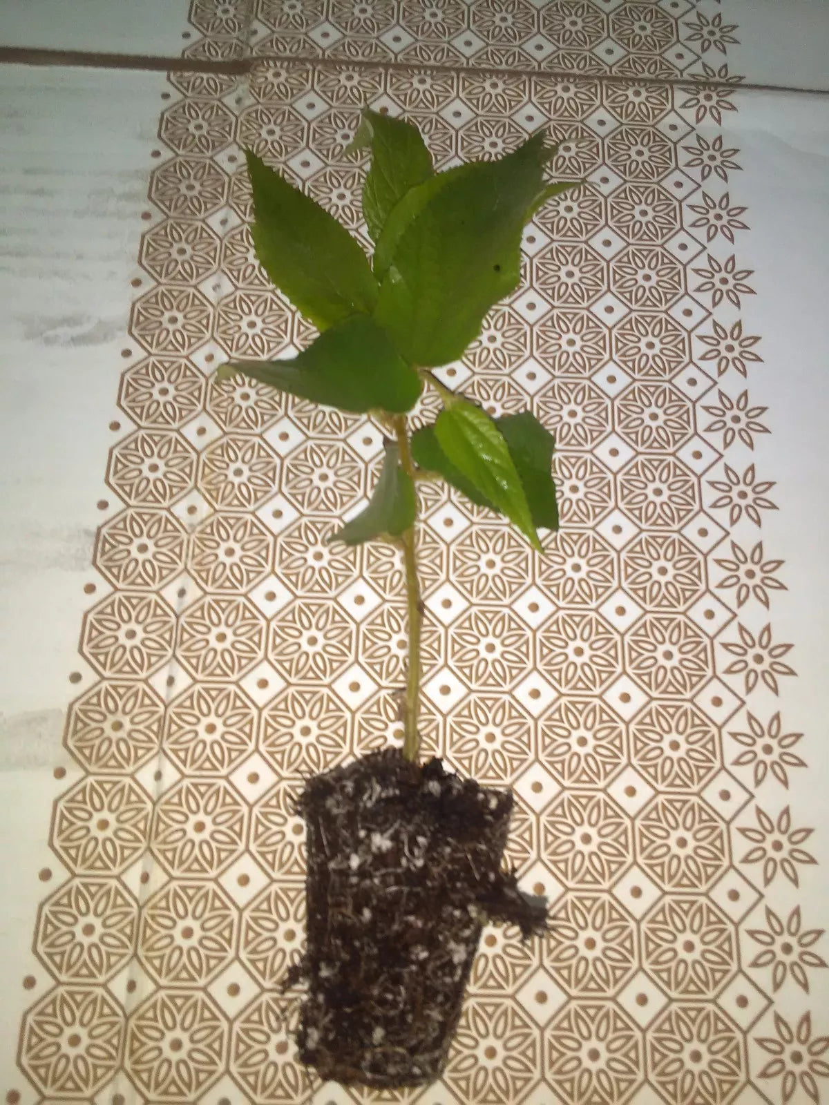 Jamaican Cherry Strawberry Tree 4" Potted Muntingia calabura Fast Growing Fruit Tree