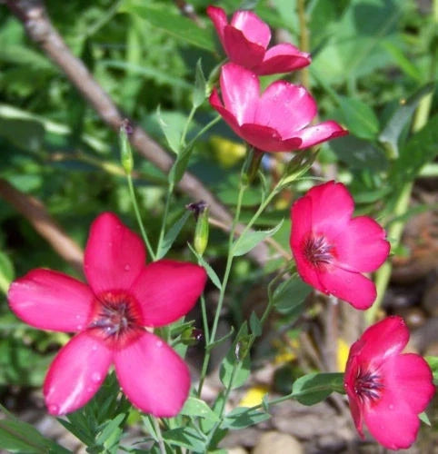 Scarlet Flax Seeds 240 Pack Drought Tolerant Red Flowers Linum grandiflorum Annual Garden Seeds