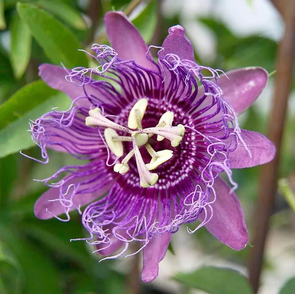 Passiflora Lady Lavender Live Plant 6-8" Climbing Vine with Lavender-Purple Flowers, Attracts Bees & Butterflies