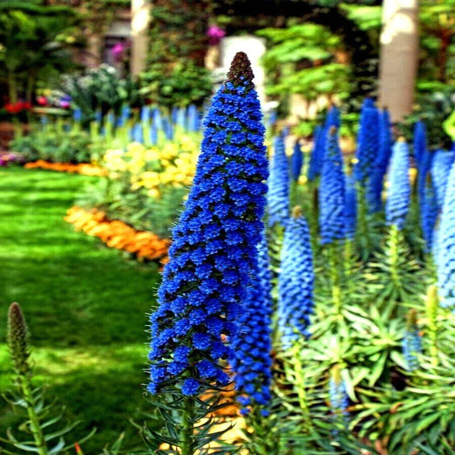 Pride of Madeira Flower Seeds - Echium fastuosum - Blue Tower of Jewels Garden Seeds