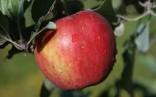 Sweet Sixteen Apple Seeds - Pack of 25+ for Gardening, Malus domestica, Non-GMO, USA Made, Free Shipping